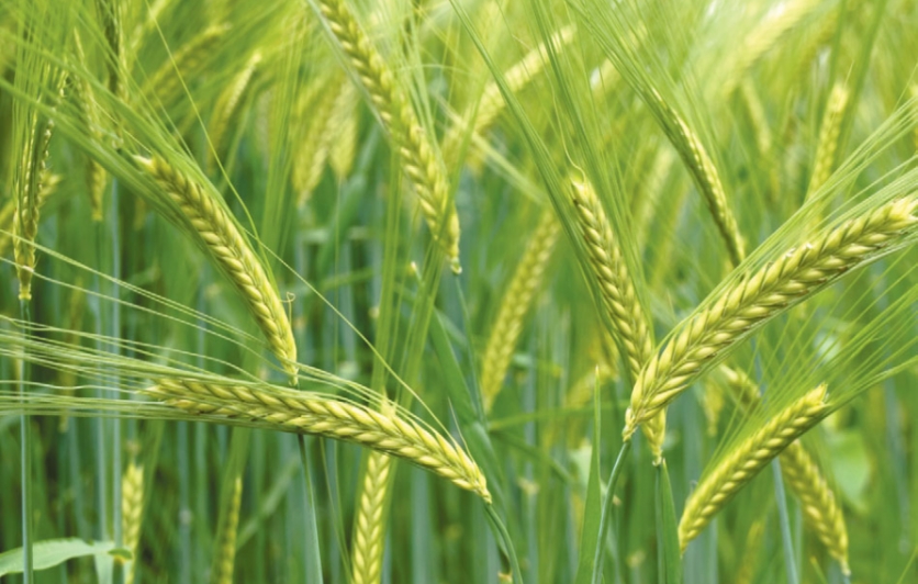 is-durum-wheat-healthy-exploring-the-benefits-and-risks-the