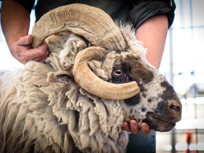 Sheep is Life Celebration Edible Phoenix