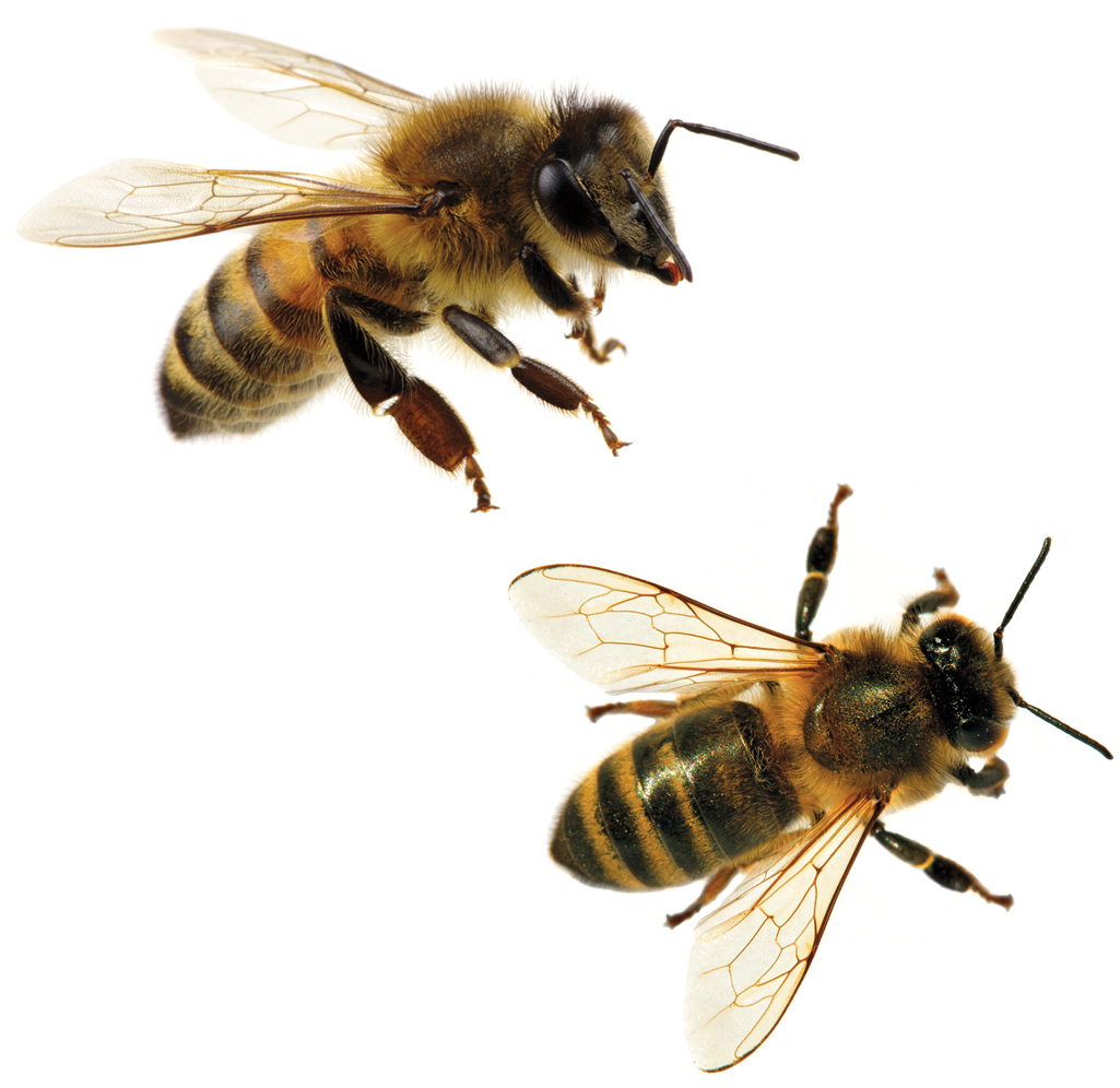 Building the Buzz for Honeybees