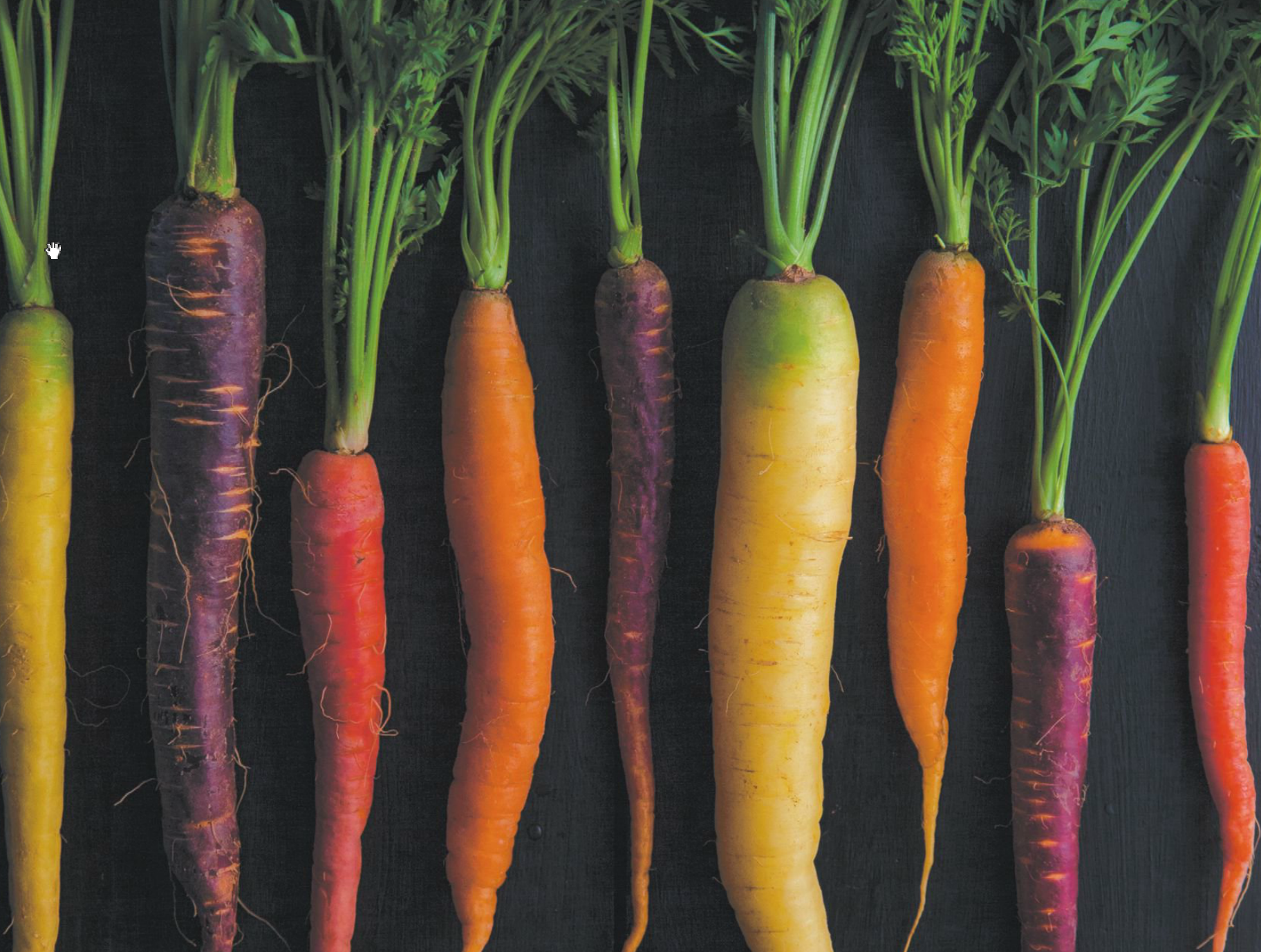 Carrots in all colors