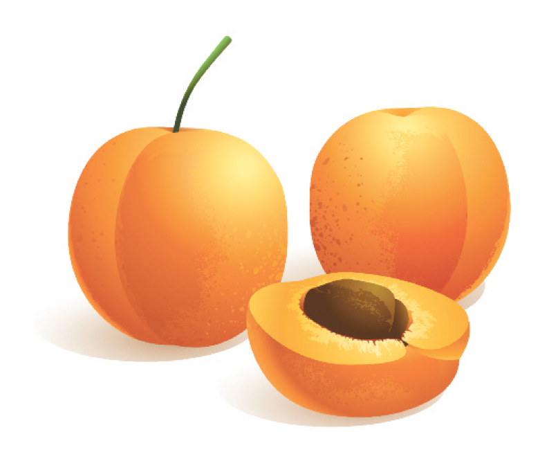 Apricot illustration