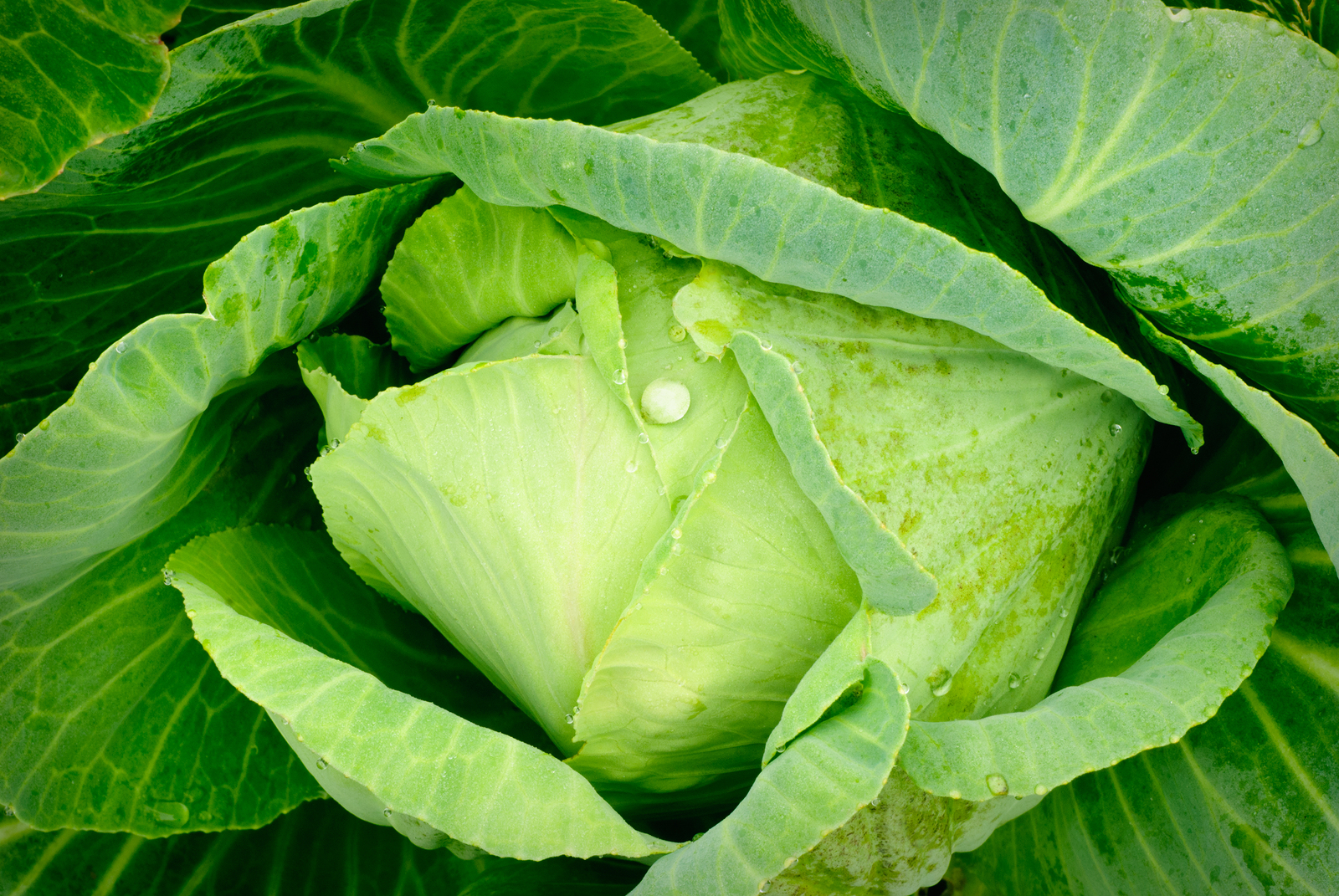 Cabbage close up