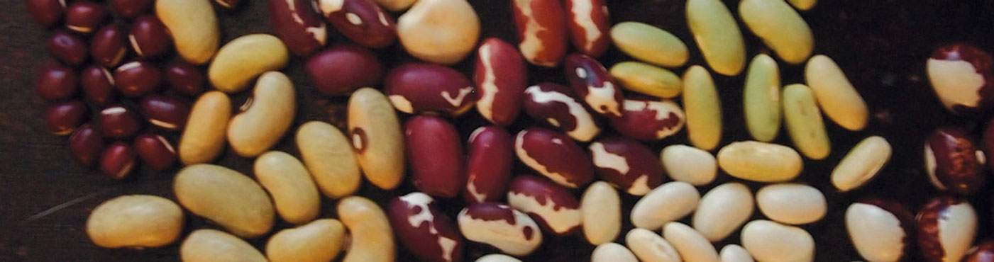 Assorted beans in different colors and shapes