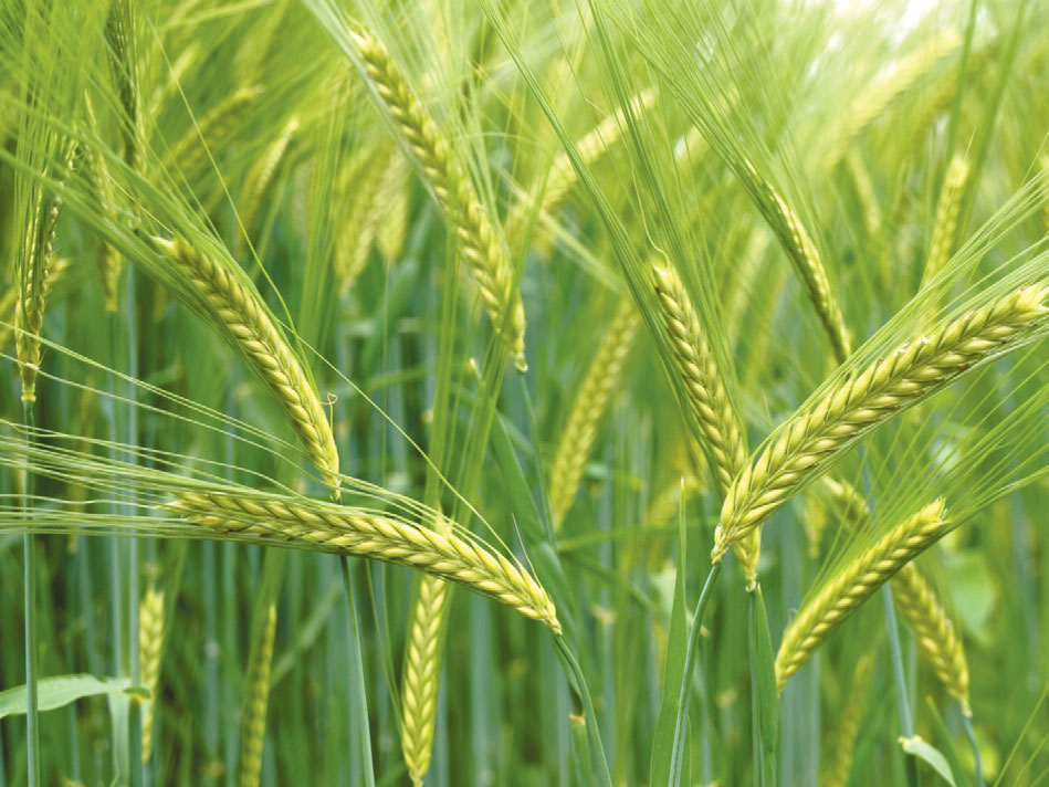 Durum Wheat | Phoenix