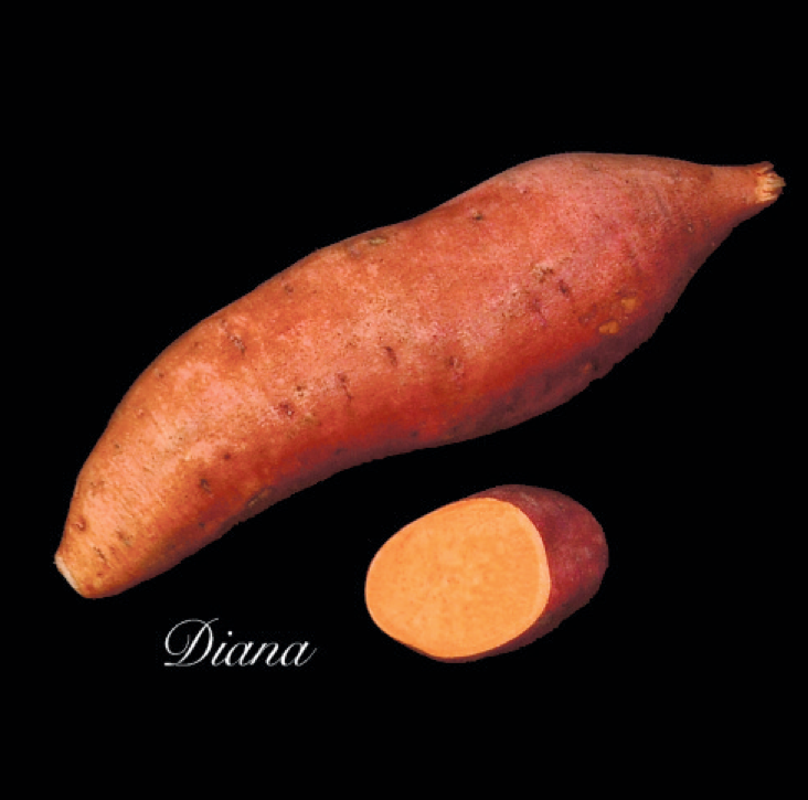 Diana Sweet Potato