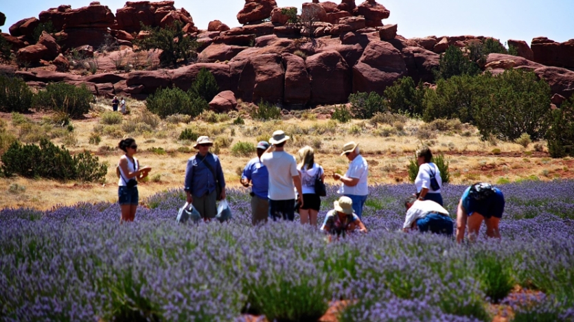 Field of lavender with red rocks