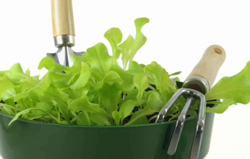 Lettuce bowl gardening in a container