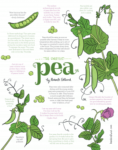 Sweet pea illustration by Bambi Edlund