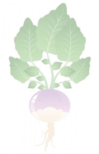 Turnip illustration