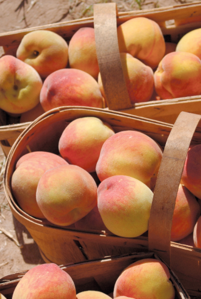 local peaches in a basket at the farmers market