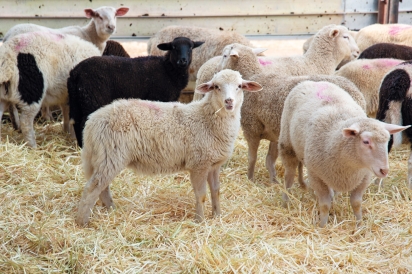 Rovey lambs