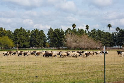 Rovey sheep in pasture