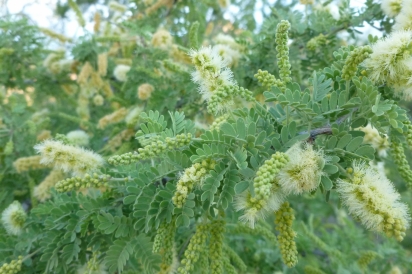 Catclaw Acacia, an edible weed