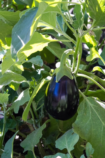 Eggplant grows at Farmyard