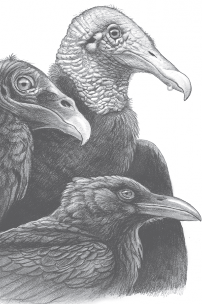 Illustration of crows