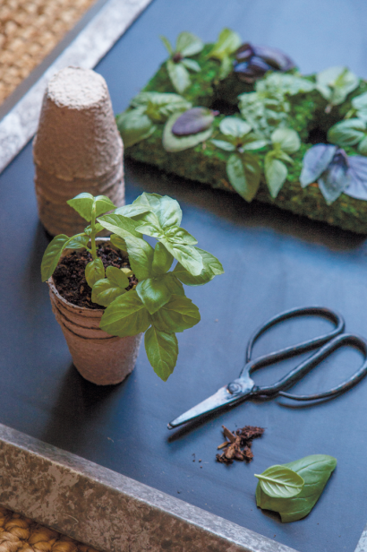 pruning a basil plant