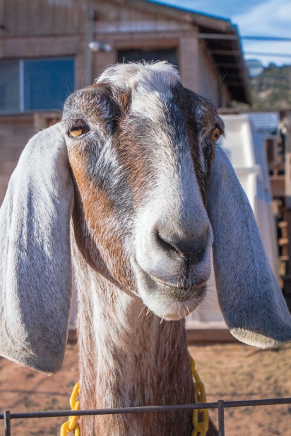 Milking Nubian goat