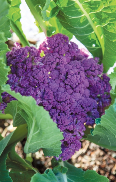 purple broccoli in vegetable garden