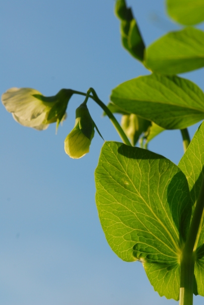 pea blossoms in spring