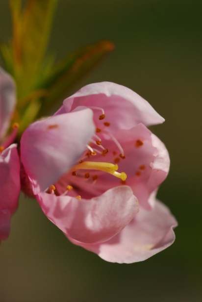 peach blossoms in spring