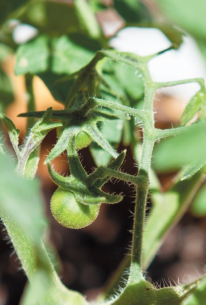 closeup of tomato plant, vegetable garden