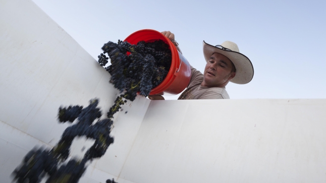 Worker emptying grapes into white bin.