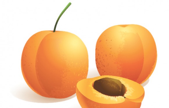 Apricot illustration