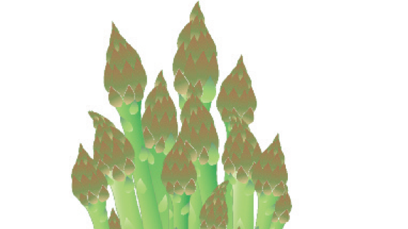 Asparagus illustration