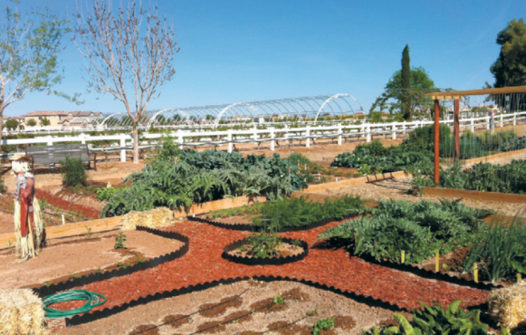 Community Gardens at Agritopia