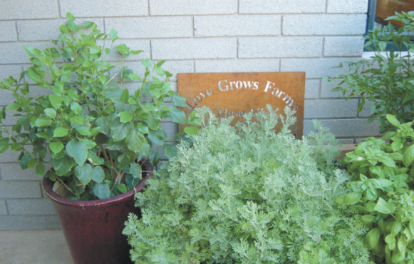 Herb garden at The Parlor