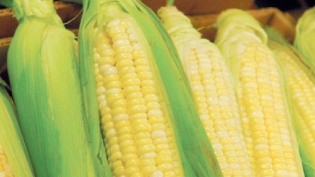 Ears of summer corn