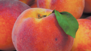 Fresh summer peaches