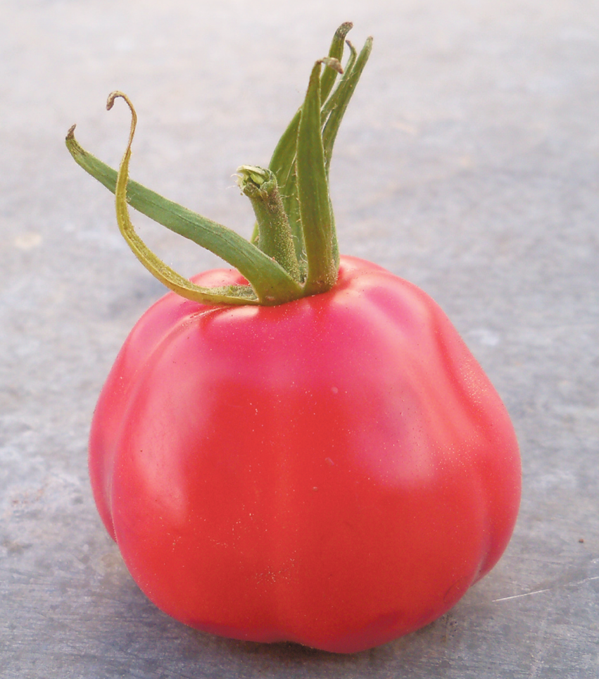 Heirloom tomatoes