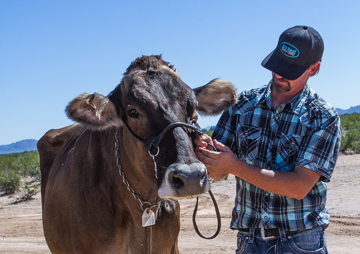 Rick Anglin with one of his dairy cows