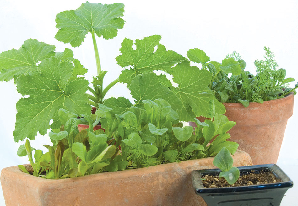 small-container-gardening-1.jpg
