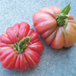 Zapotec Yellow Flesh tomato