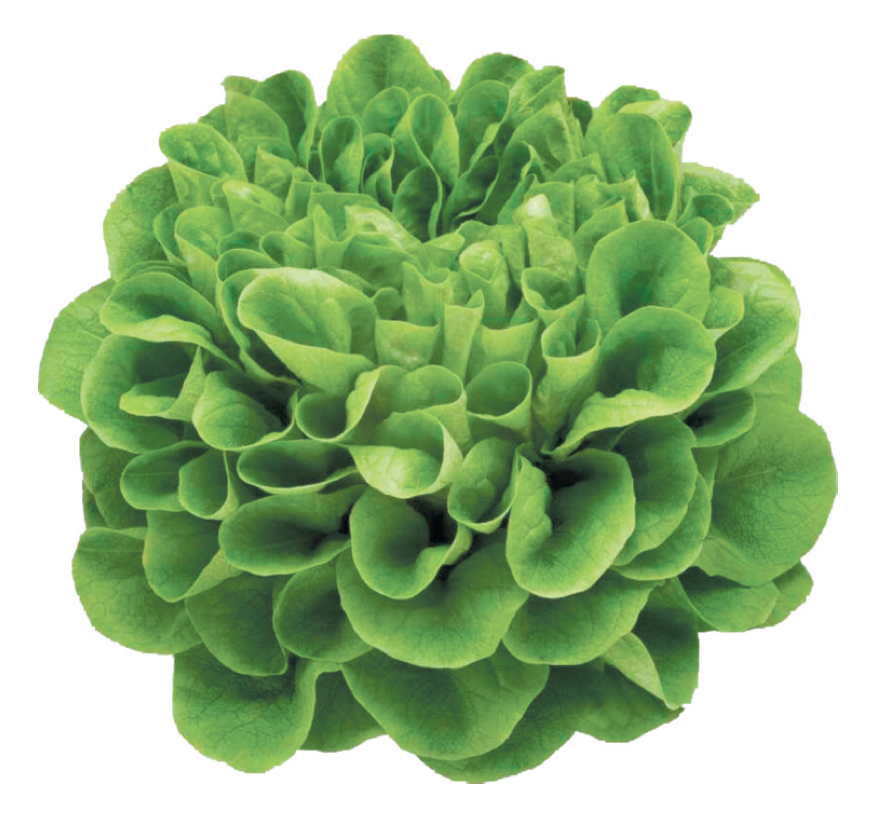 Summer lettuce