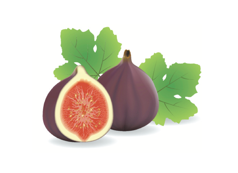 Fig Illustration