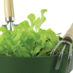 Salad greens in a bowl