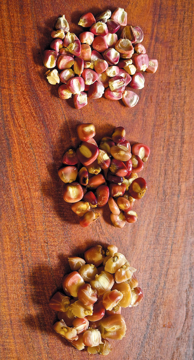 Dried corn, nixtamal, cooked nixtamal (hominy)