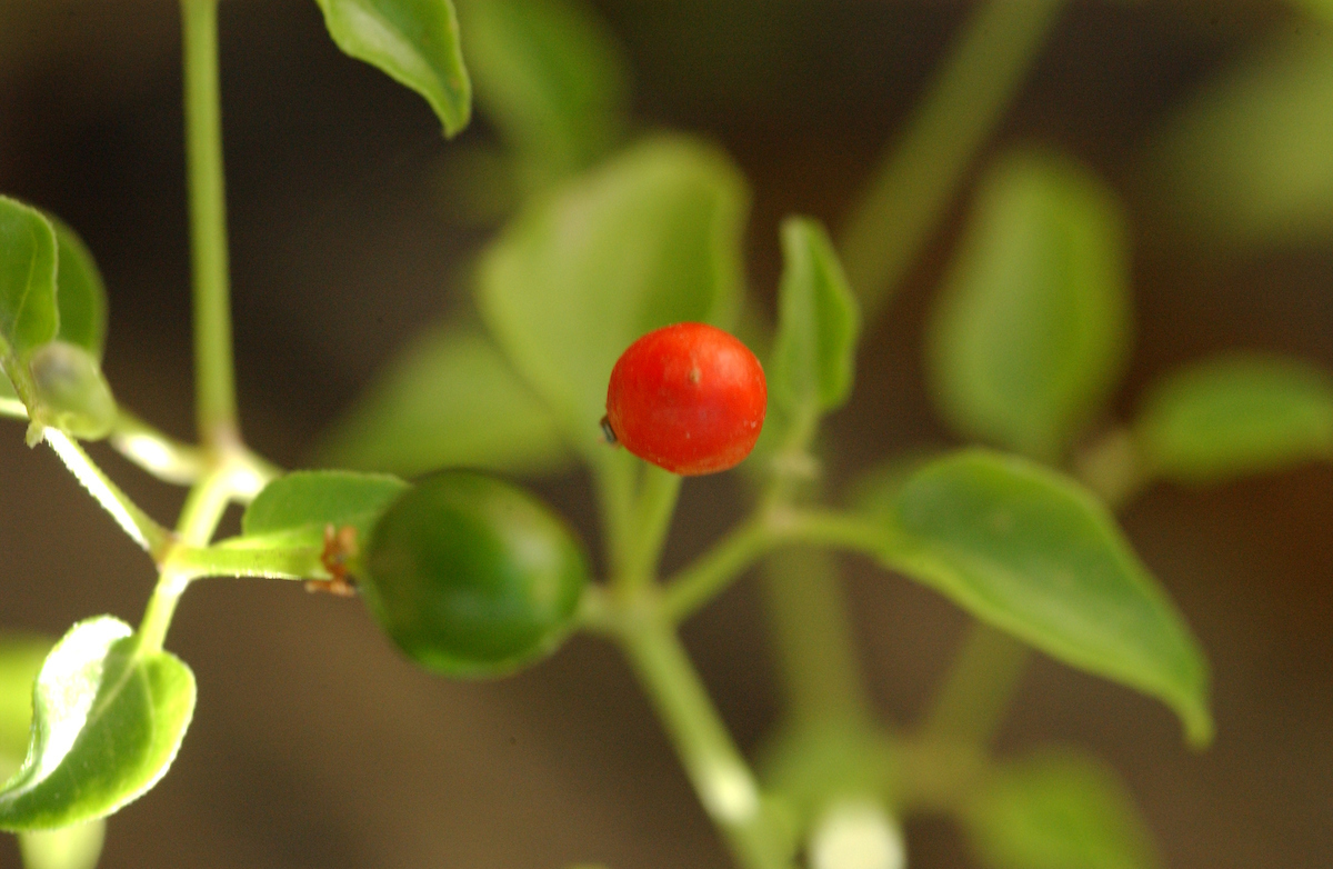 Chiltepin.jpg