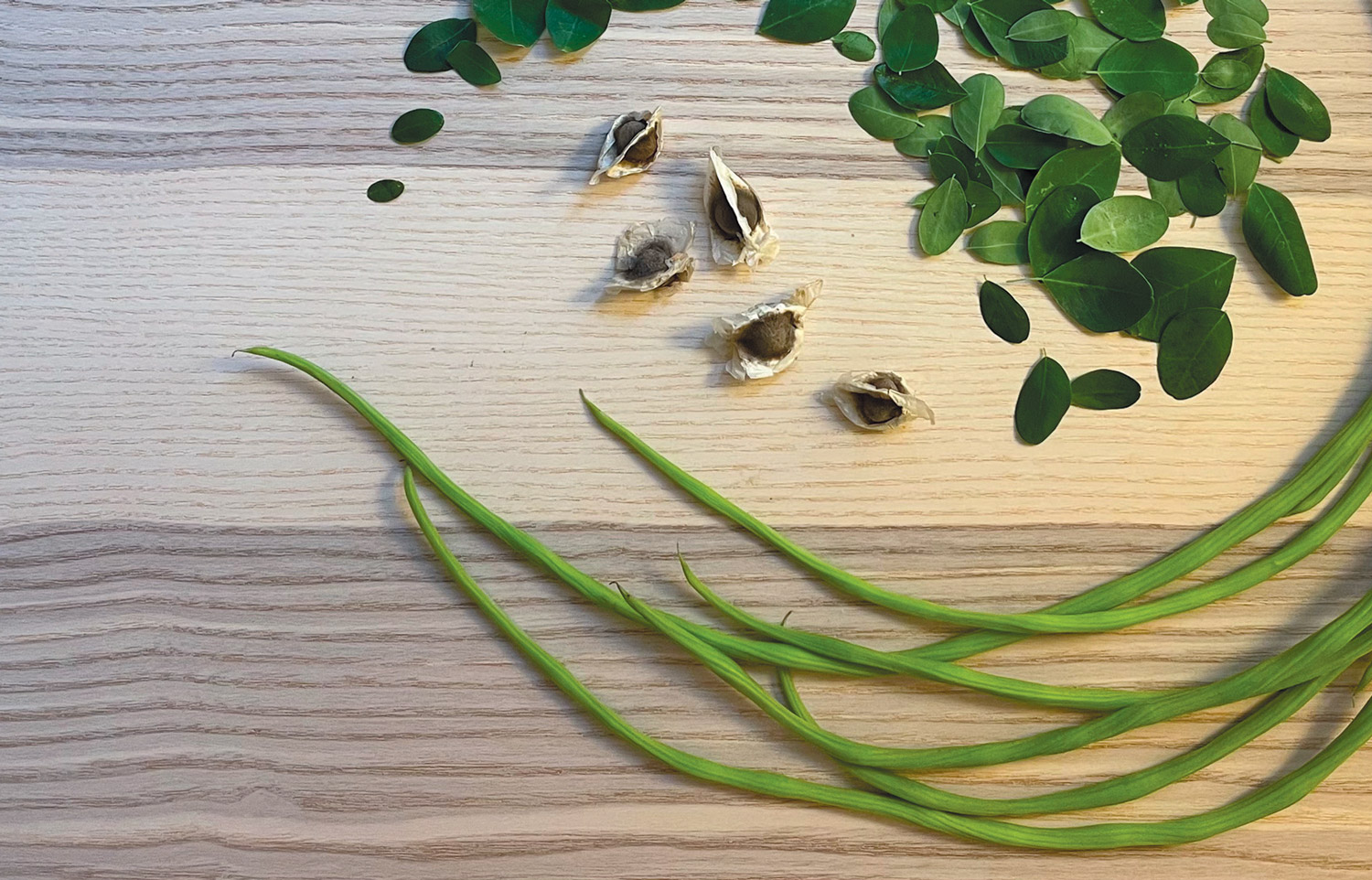 moringa-1.jpg