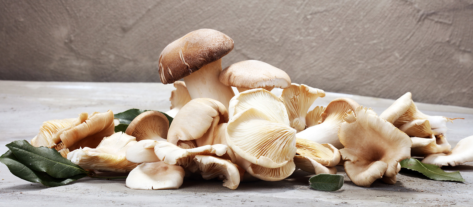 Oyster mushrooms.v2.jpg