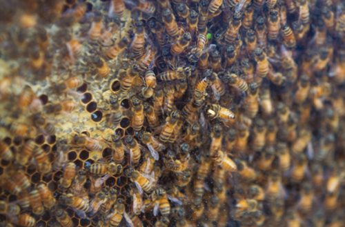 saving-honeybees-Local-1.jpg